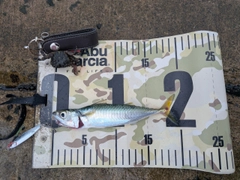 サバの釣果