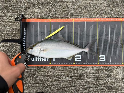 ショゴの釣果