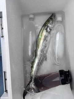 サゴシの釣果
