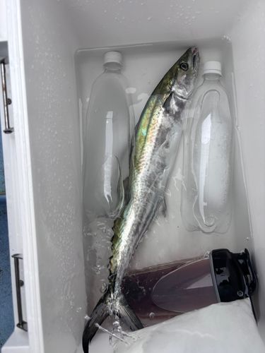 サゴシの釣果