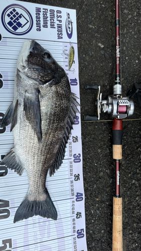 チヌの釣果