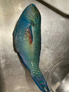 イラブチャーの釣果