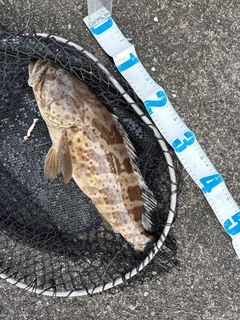 チャイロマルハタの釣果