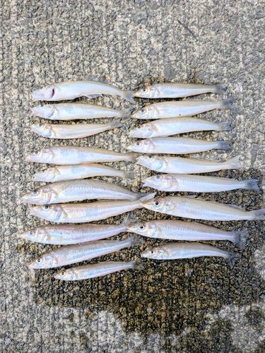 キスの釣果