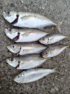 マアジの釣果