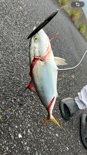 ヤズの釣果
