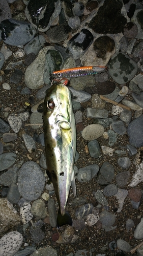 シロサバフグの釣果