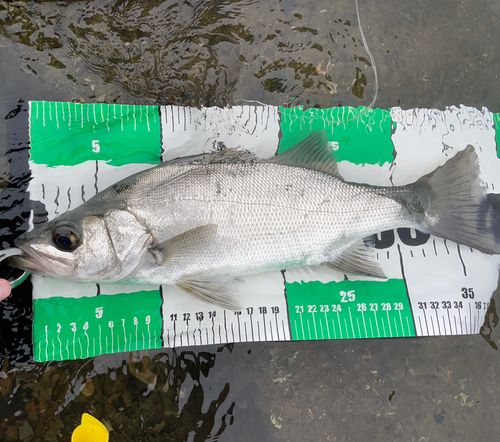 フッコ（ヒラスズキ）の釣果