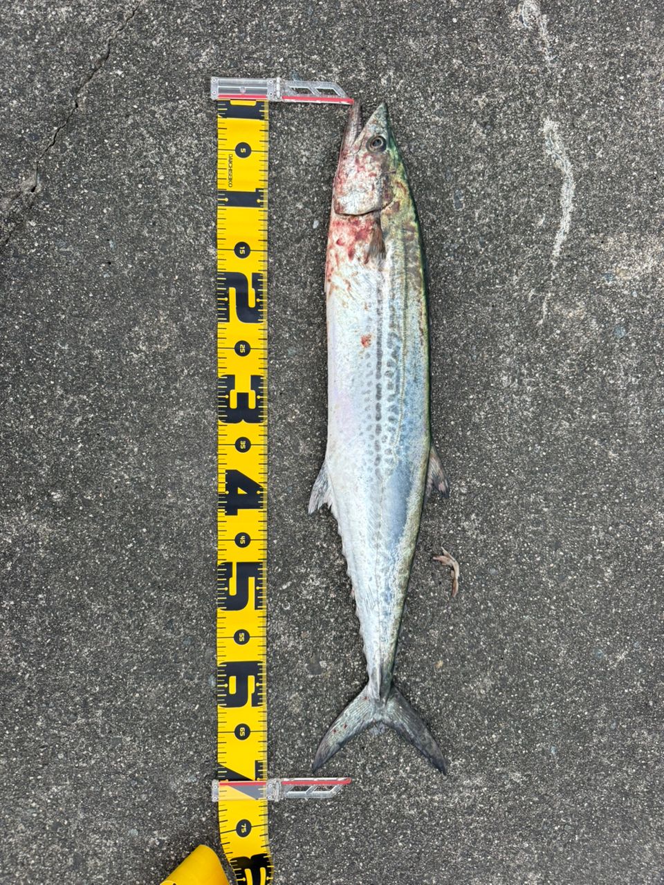 SHIMANO 23ネッサ リミテッド S110MH+の最安値・インプレ・釣果 | 本音