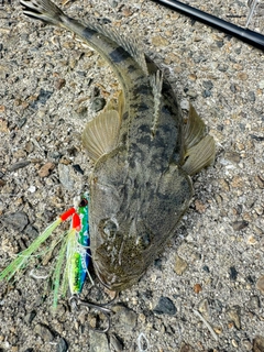 コチの釣果
