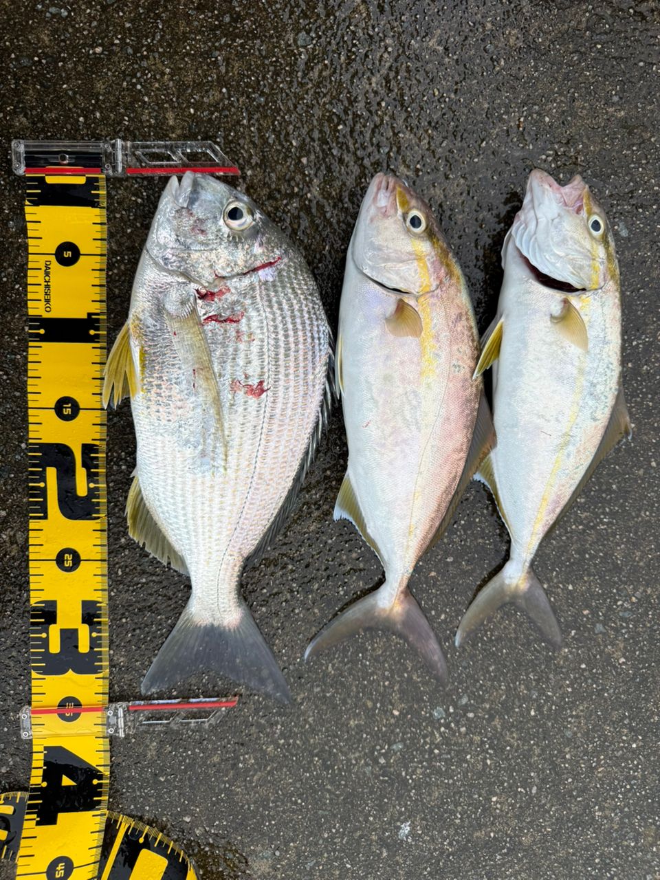 SHIMANO ネッサ リミテッド 2023年モデルの最安値・インプレ・釣果