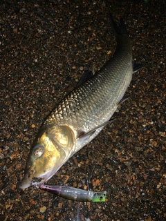 ニゴイの釣果