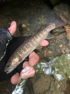 イワナの釣果