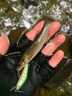 タカハヤの釣果