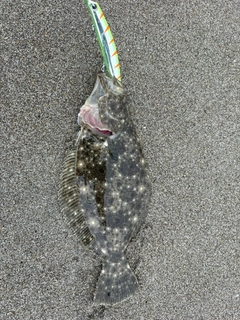 ソゲの釣果