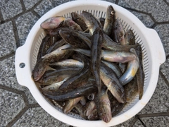 マハゼの釣果