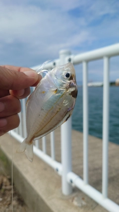 ヒイラギの釣果