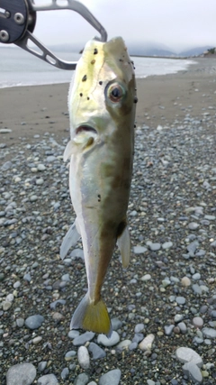 シロサバフグの釣果