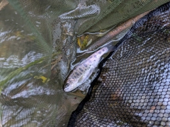 ヤマメの釣果