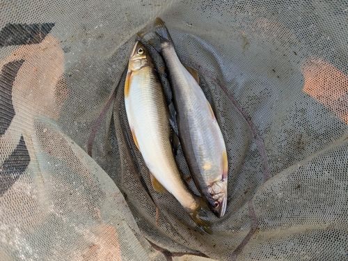 アユの釣果