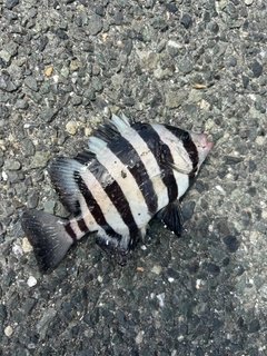 サンバソウの釣果