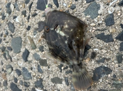 カワハギの釣果