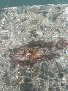 カサゴの釣果
