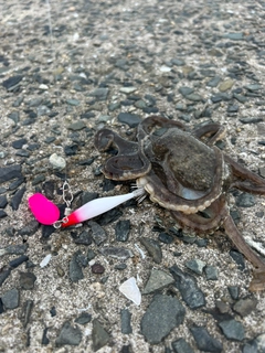 イイダコの釣果