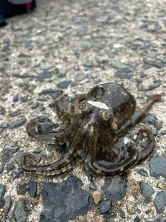 イイダコの釣果