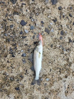 セイゴ（マルスズキ）の釣果