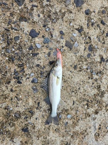 セイゴ（マルスズキ）の釣果