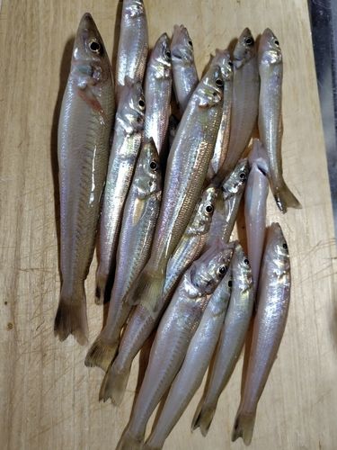 キスの釣果