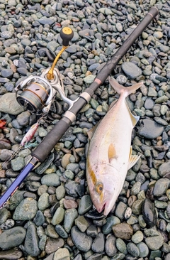 ショゴの釣果