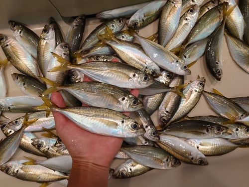 アジの釣果