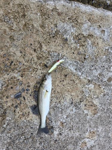 セイゴ（マルスズキ）の釣果