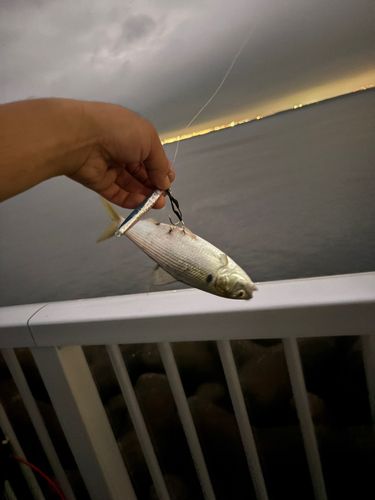 コノシロの釣果