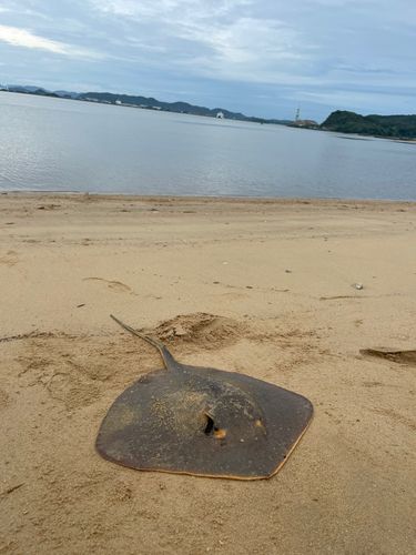 アカエイの釣果