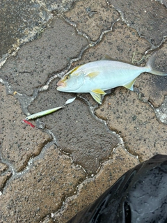 シオの釣果