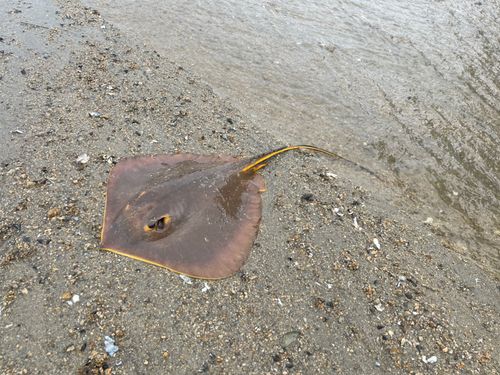 アカエイの釣果
