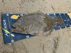 ヒラメの釣果