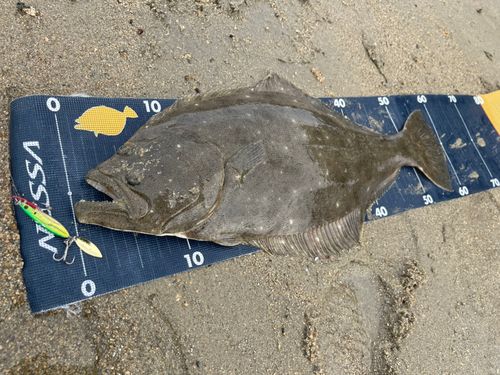 ヒラメの釣果