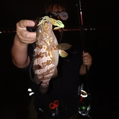 アコウの釣果