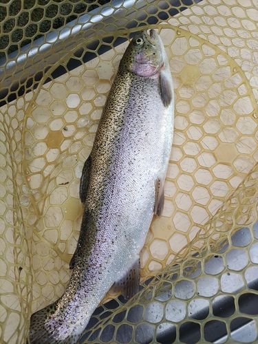 ニジマスの釣果