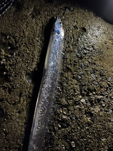 タチウオの釣果