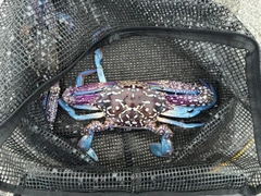 タイワンガザミの釣果