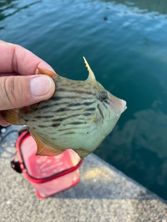 カワハギの釣果
