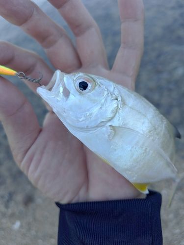 メッキの釣果
