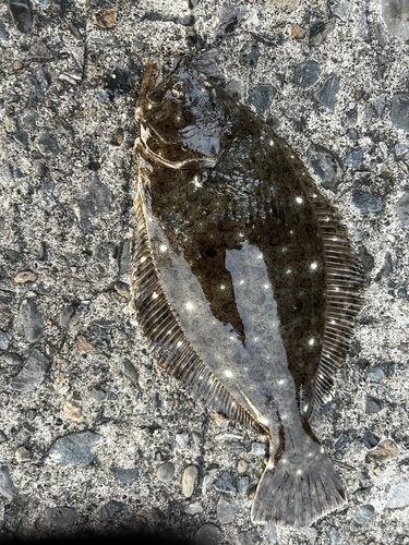 ヒラメの釣果