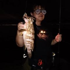 アコウの釣果