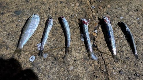 イワシの釣果